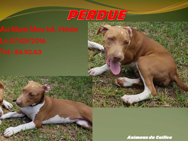 PERDUES 3 pitbulls tatouées au Mont Mou lot. Hénin le 07/09/2016 20160927