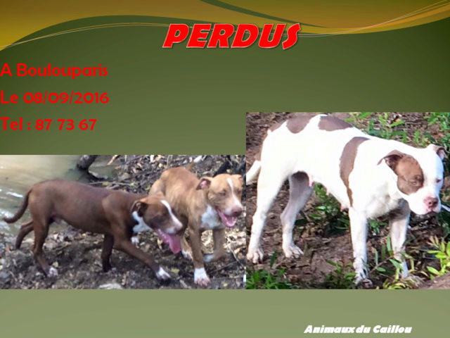 chocolat - PERDUS 3 chiens: la mère croisée boxer fauve et blanche, 2 chiots: 1 chocolat l'autre fauve à Boulouparis le 08/09/2016 20160928