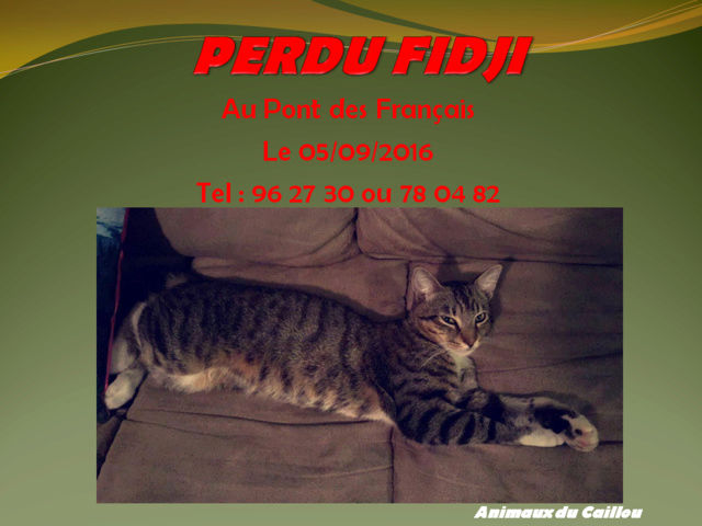 PERDU FIDJI chat tigré bout des pattes blanches au Pont des Français le 05/09/2016 20160929