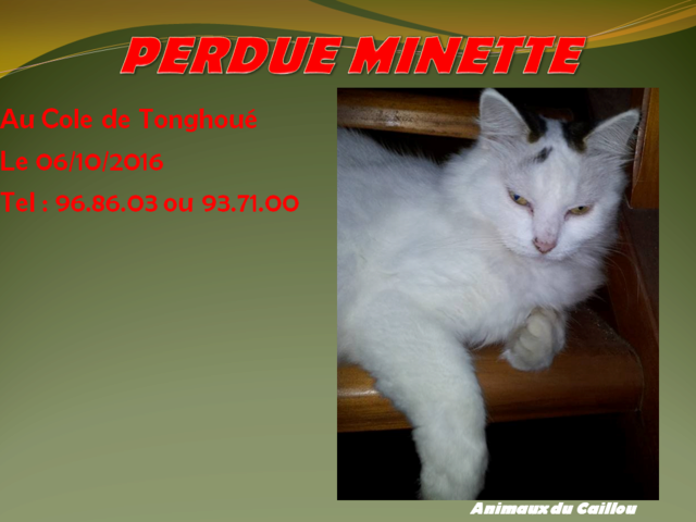 PERDUE MINETTE chatte blanche avec un peu de gris et noir semi angora secteur Col de Tonghoué le 06/10/2016 20161027