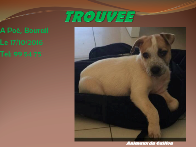 TROUVEE chiot femelle blanche et beige à Poé le 17/10/2016 20161046