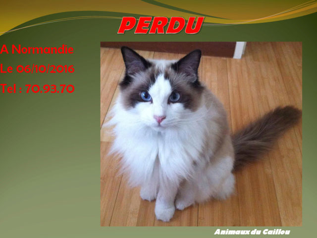 PERDU ragdoll blanc et marron pucé et castré à Normandie le 06/10/2016 20161049