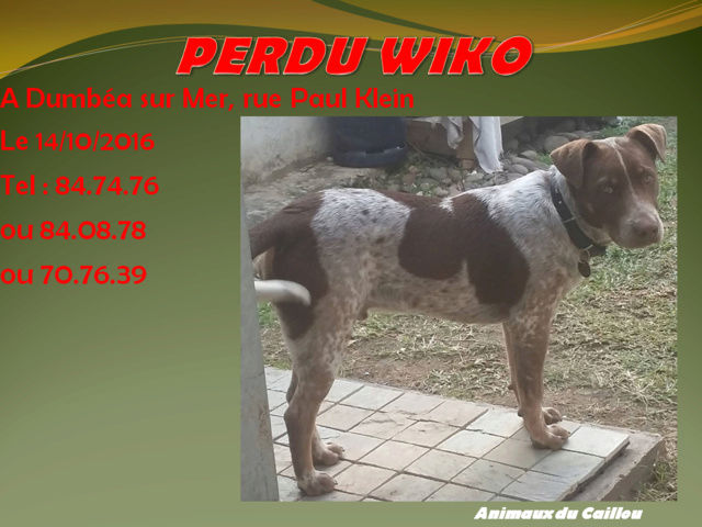 PERDU WIKO croisé pitbull/bouvier à Dumbéa sur Mer le 14/10/2016 20161063