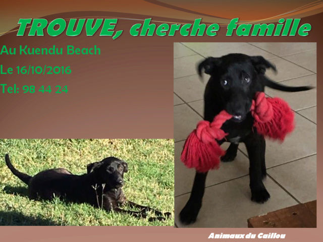 TROUVE chiot mâle noir d'environ 4 mois en bonne santé au Kuendu Beach le 16/10/2016 20161077