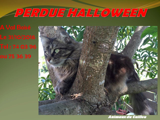 PERDUE BONBON (pas Hallowween) chatte tigrée poils longs et tatouée à Val Boisé le 31/10/2016 20161106