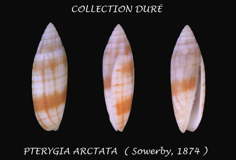 Pterygia arctata (G. B. Sowerby II, 1874)  Panora13