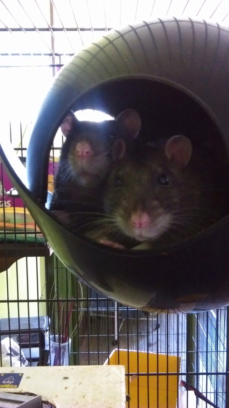 1 mère et ses 10 petits rats à adopter,en Famille d'Accueil Yvain_10