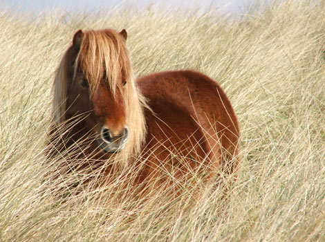 A.Le cheval dans les champs de blés Cheval11