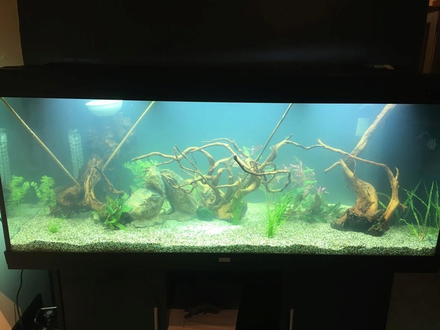 La vie de mon aquarium en image (Rio 450 L) Unnam110