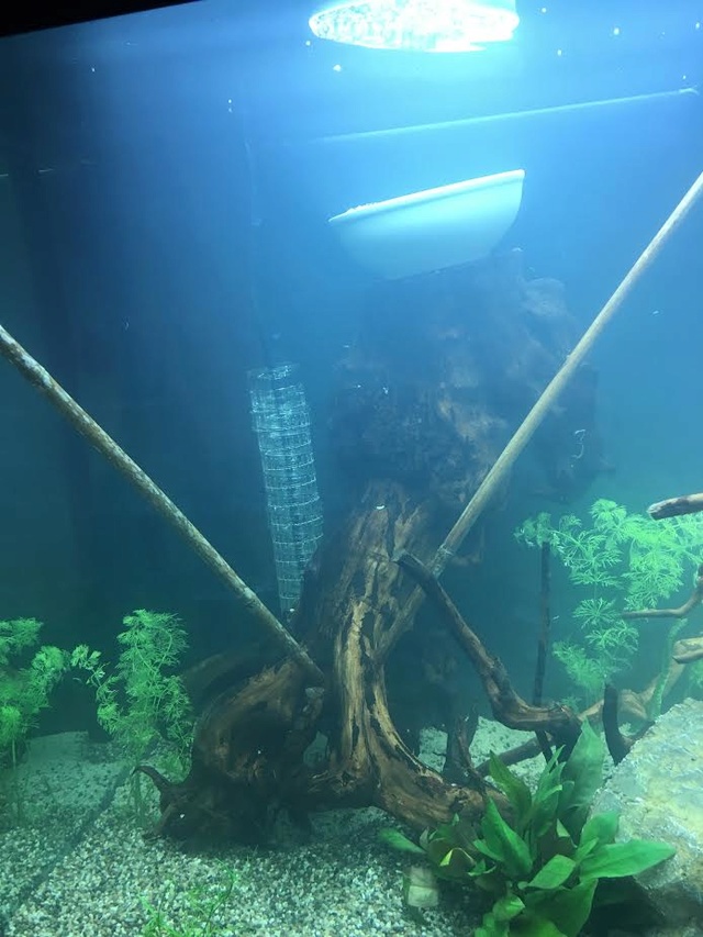 La vie de mon aquarium en image (Rio 450 L) Unname14