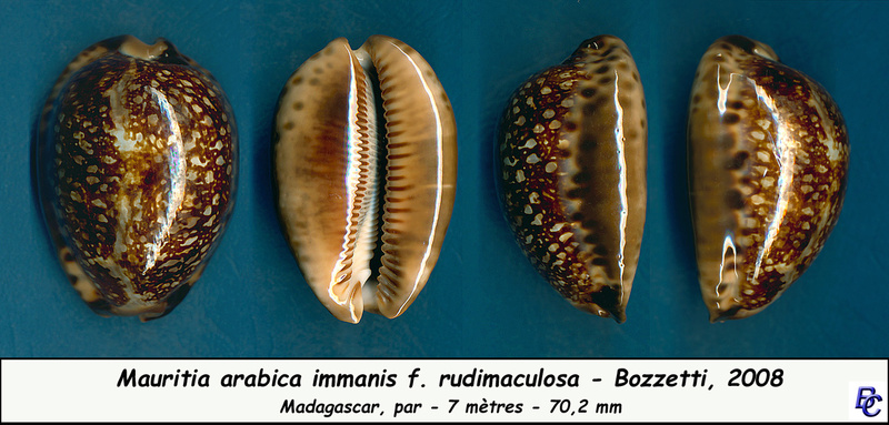 Mauritia arabica immanis f.rudimaculosa Bozzetti, 2008 Arabic10