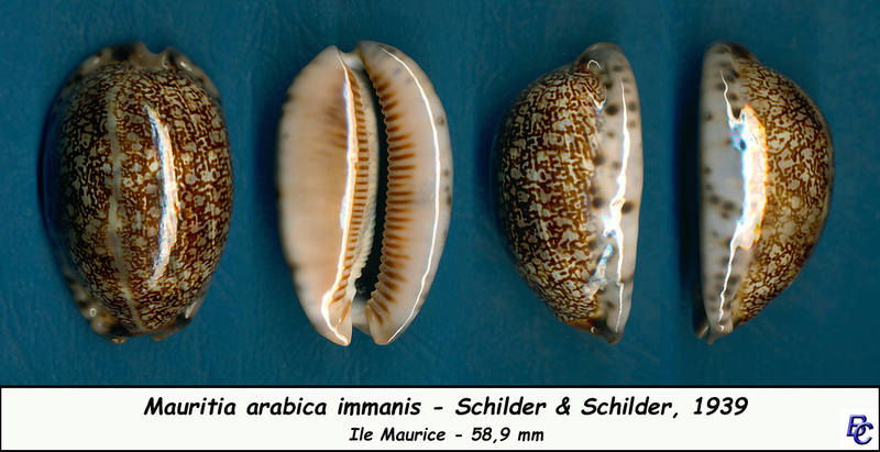 Mauritia arabica immanis - Schilder & Schilder, 1939  - Page 3 Arabic12