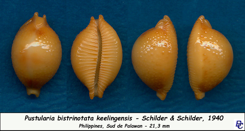 Pustularia bistrinotata keelingensis F. A. Schilder & M. Schilder, 1940 voir Pustularia bistrinotata Bistri10