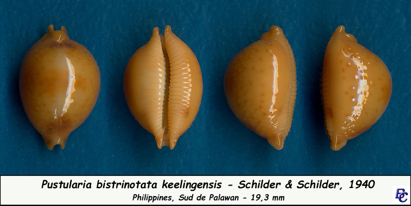 Pustularia bistrinotata keelingensis F. A. Schilder & M. Schilder, 1940 voir Pustularia bistrinotata Bistri11