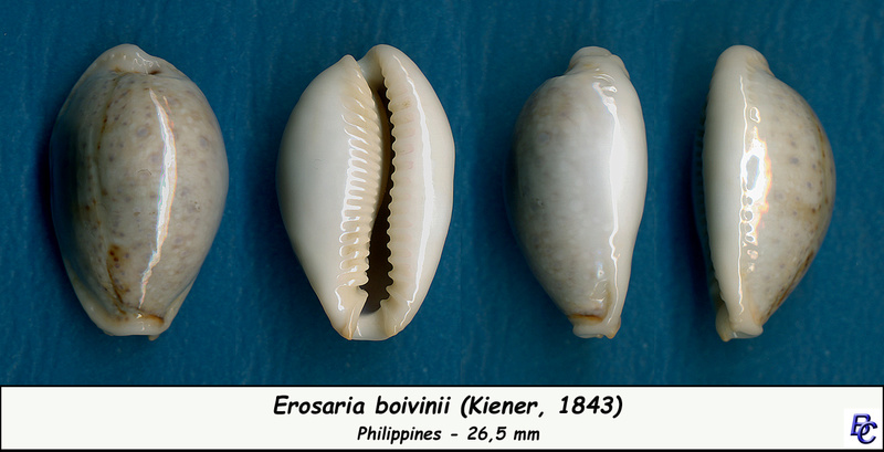 Naria boivinii (Kiener, 1843) Boivin13