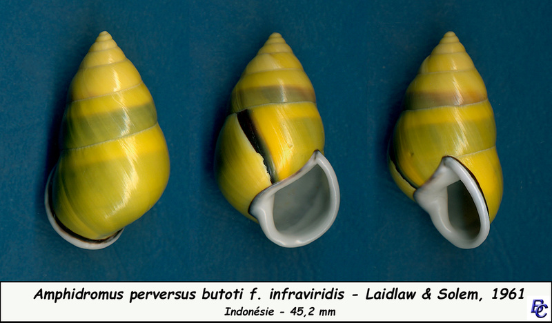 Amphidromus perversus butoti f. infraviridis Laidlaw & Solem, 1961 Butoli13