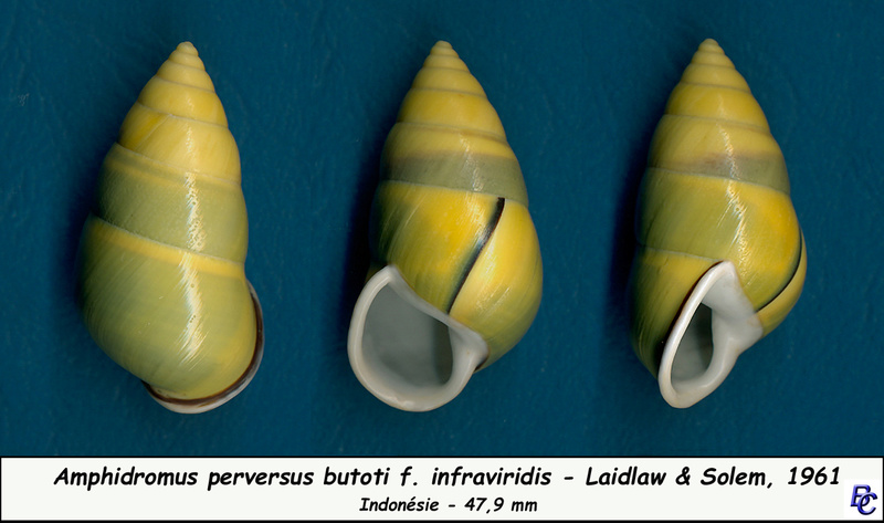 Amphidromus perversus butoti f. infraviridis Laidlaw & Solem, 1961 Butoli14