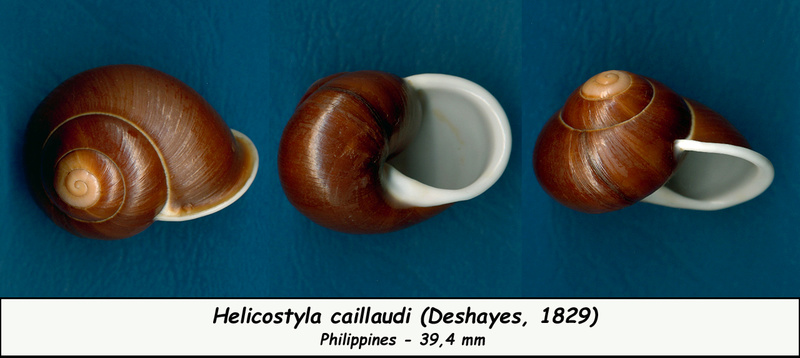 Helicostyla caillaudi (Deshayes, 1829) Cailla10