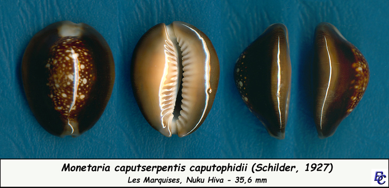 live - Monetaria caputophidii (F. A. Schilder, 1927) Caputs10