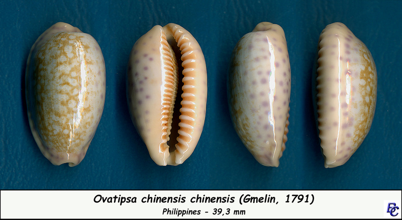 Ovatipsa chinensis (Gmelin, 1791)  Chinen10
