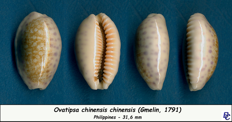 Ovatipsa chinensis (Gmelin, 1791)  Chinen11