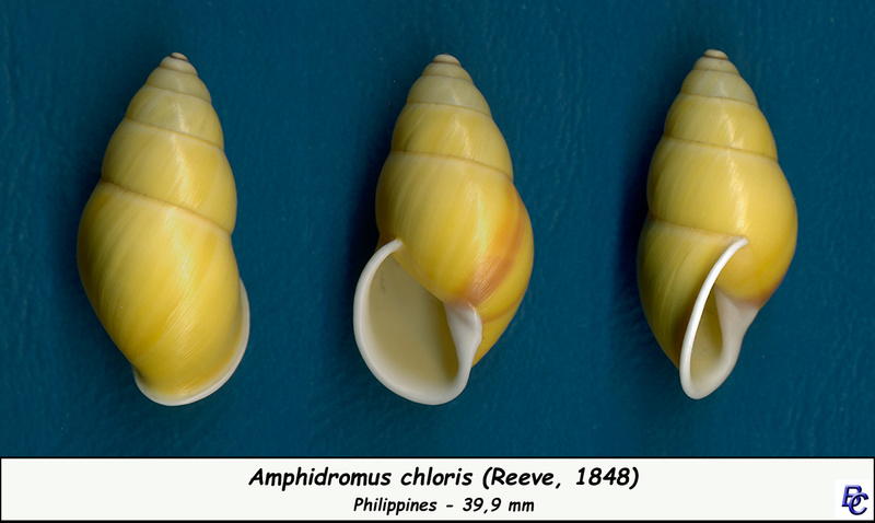 Amphidromus chloris (Reeve, 1848) Chlori10
