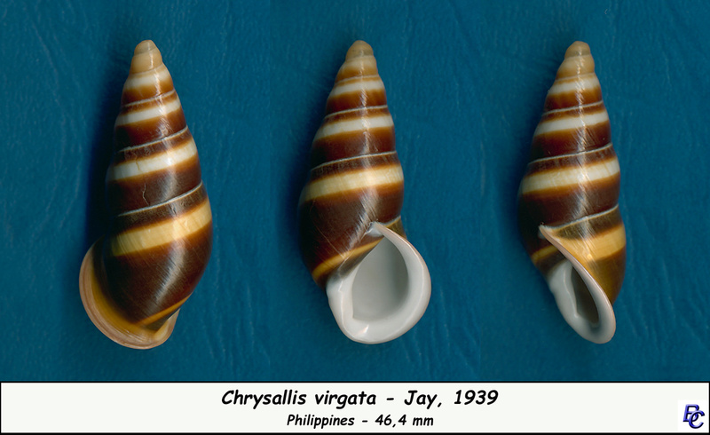 Chrysallis virgata Jay, 1839 Chrysa11