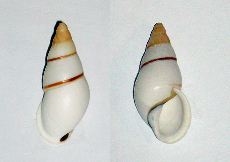 Chrysallis virgata porracea (Jay, 1839) Chrysa12