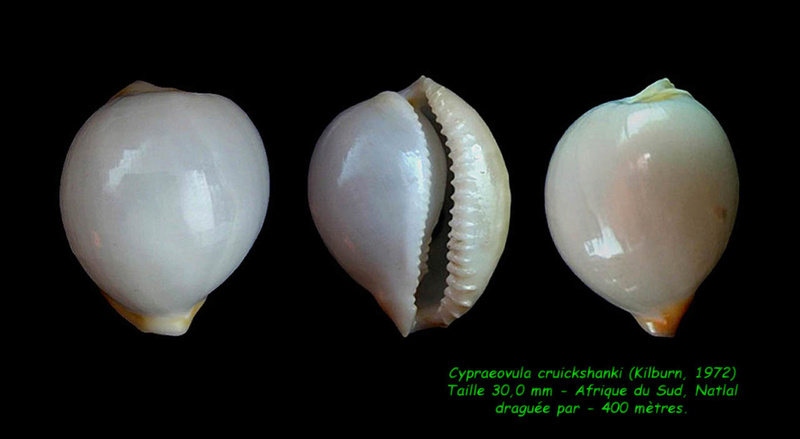 Cypraeovula cruickshanki (Kilburn, 1972) Cruick10