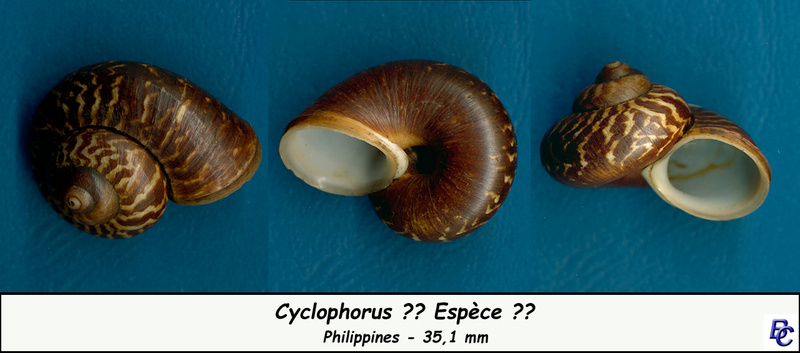 Cyclophorus - Terrestres N° 04 à identifier Cyclop10