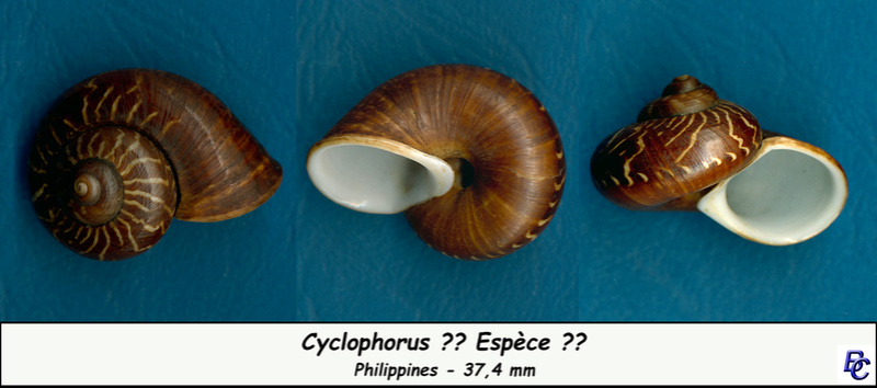 Cyclophorus - Terrestres N° 04 à identifier Cyclop11