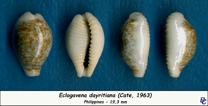 Eclogavena dayritiana (C. N. Cate, 1963) Dayrit10