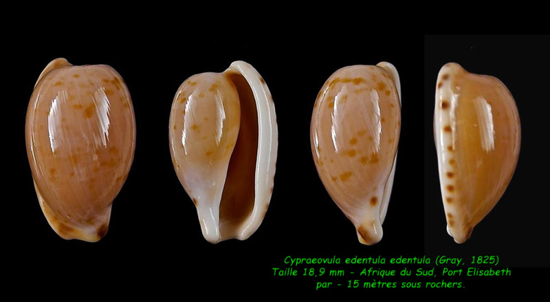 Cypraeovula edentula (Gray, 1825) Edentu11