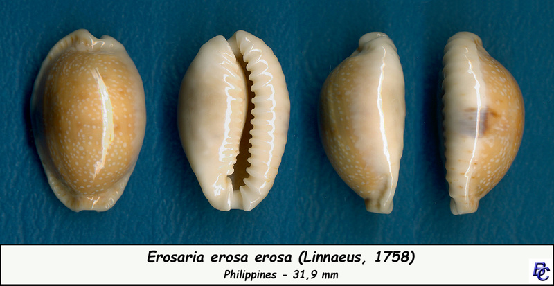 Naria erosa erosa (Linnaeus, 1758) - Page 4 Erosa_10