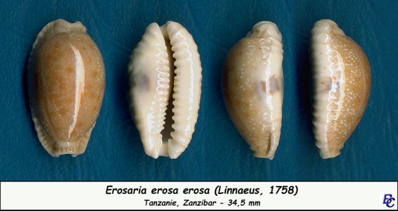 Naria erosa erosa (Linnaeus, 1758) - Page 4 Erosa_11