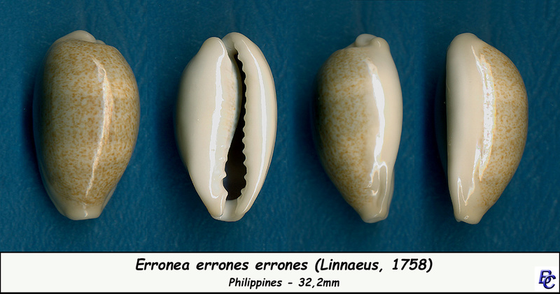 Erronea errones (Linnaeus, 1758) - Page 3 Errone17