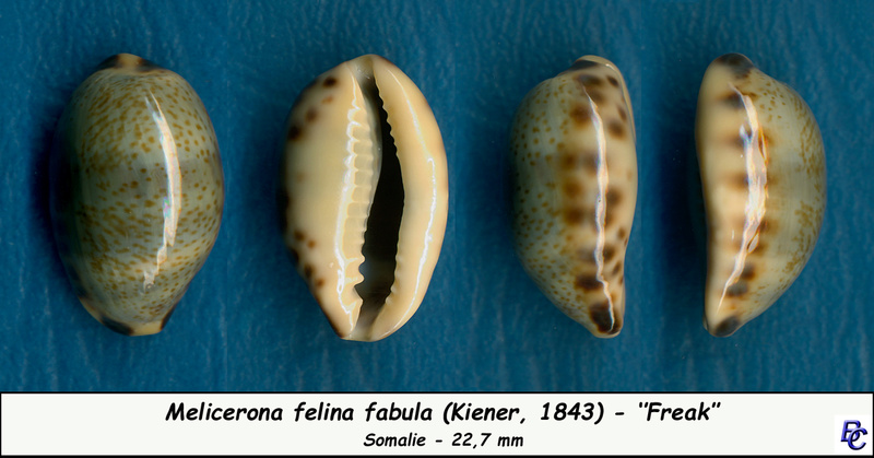 Melicerona felina fabula - (Kiener, 1843) Felina11