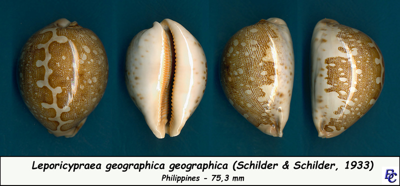 Leporicypraea geographica (M. Schilder & F. A. Schilder, 1933) - Page 2 Geogra10