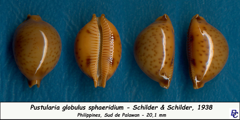 Pustularia globulus sphaeridium F. A. Schilder & M. Schilder, 1938 - Page 2 Globul10