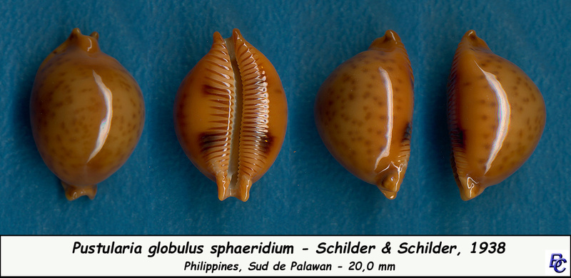 Pustularia globulus sphaeridium F. A. Schilder & M. Schilder, 1938 - Page 2 Globul12
