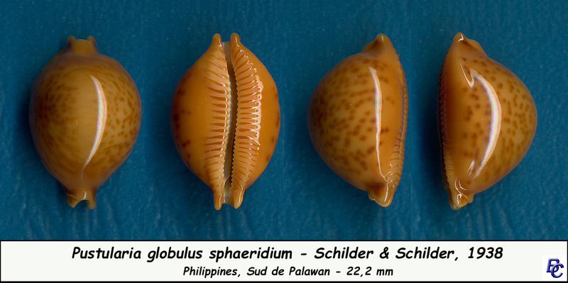 Pustularia globulus sphaeridium F. A. Schilder & M. Schilder, 1938 - Page 2 Globul13