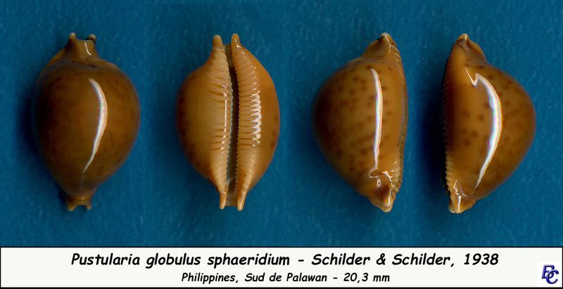 Pustularia globulus sphaeridium F. A. Schilder & M. Schilder, 1938 - Page 2 Globul14