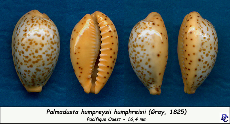 Palmadusta humphreyii (J. E. Gray, 1825) Humphr13