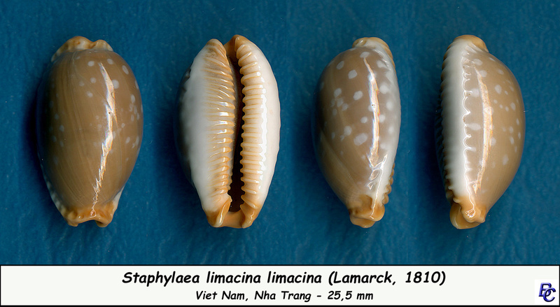 Staphylaea limacina - (Lamarck, 1810) Limaci11
