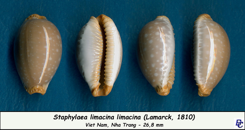 Staphylaea limacina (Lamarck, 1810) Limaci12