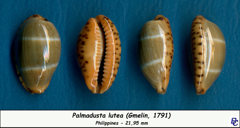 Palmadusta lutea (Gmelin, 1791) Lutea_14