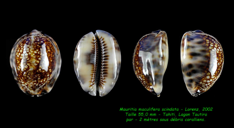 Mauritia maculifera scindata Lorenz, 2002 Maculi11