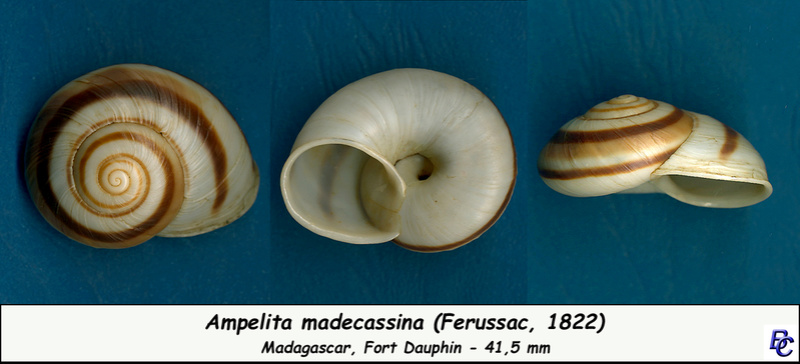 Ampelita madecassina (Ferussac, 1822) Madeca10