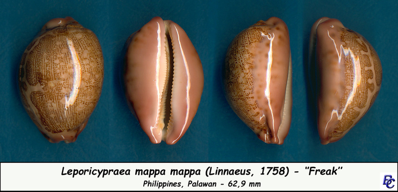 Leporicypraea_mappa_mappa_(Linnaeus, 1758) - Aux Iles Philippines Mappa_10