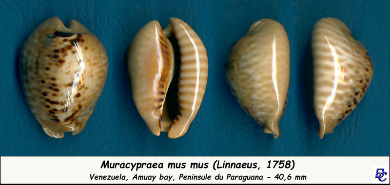 Muracypraea mus mus (Linnaeus, 1758) Mus_mu10